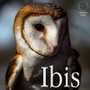 Carlos Emesqua – Ibis ( Instant Download )